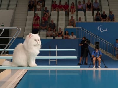 Pet Olympics Video Effects