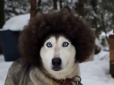 Poofy Hair Video Effects