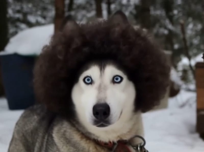 Poofy Hair Video Effects Cover Image